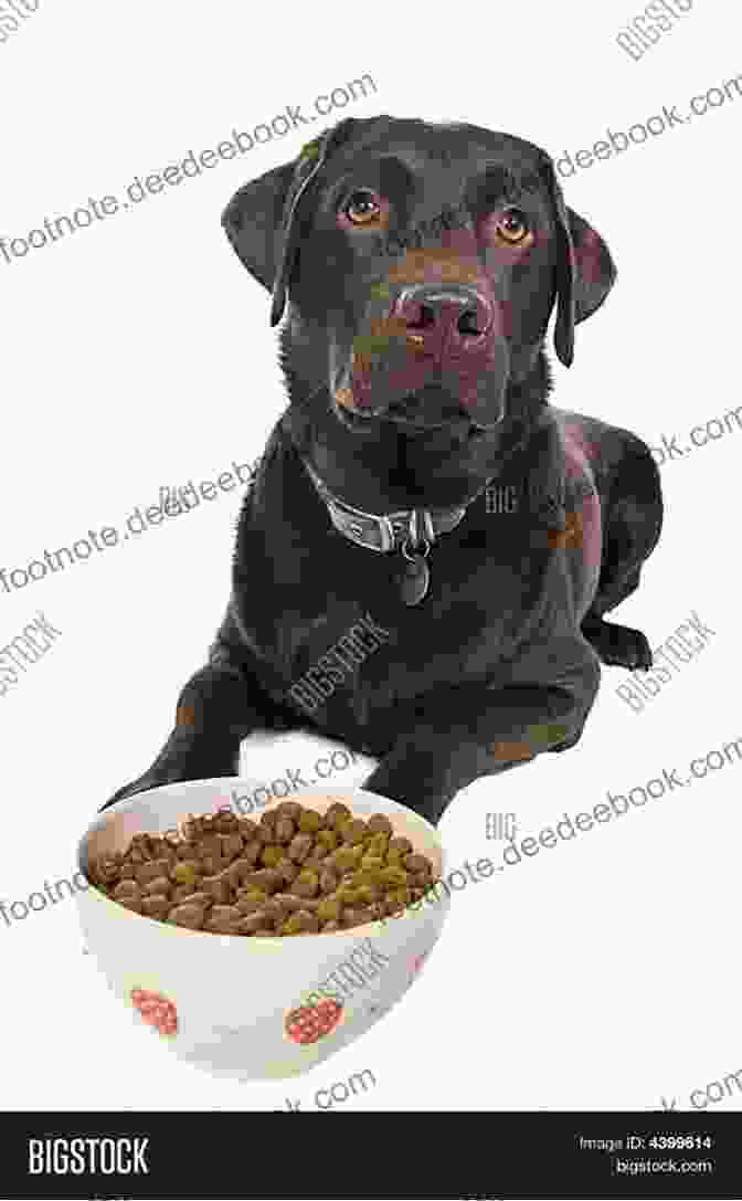 A Chocolate Lab Eating A Bowl Of Food Upward Dog: Seven Secrets From My Chocolate Lab For Having An Awesome Life