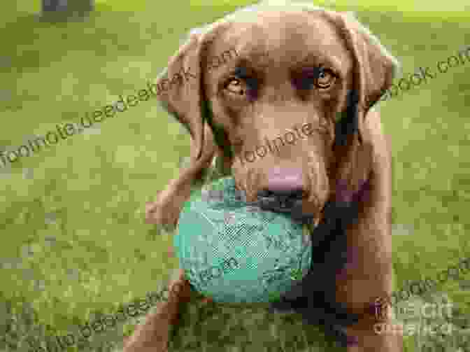 A Chocolate Lab Playing With A Ball Upward Dog: Seven Secrets From My Chocolate Lab For Having An Awesome Life