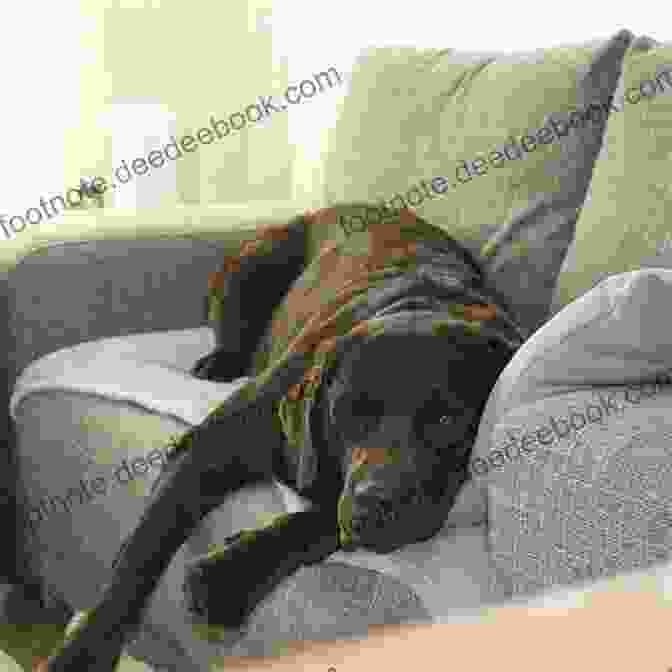 A Chocolate Lab Sleeping On The Couch Upward Dog: Seven Secrets From My Chocolate Lab For Having An Awesome Life