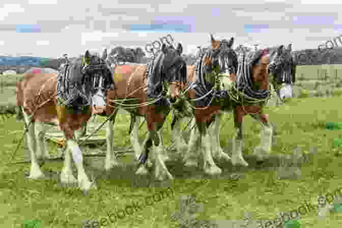 A Clydesdale Horse Pulling A Cart Horses (Farm Animals) Sheri Doyle