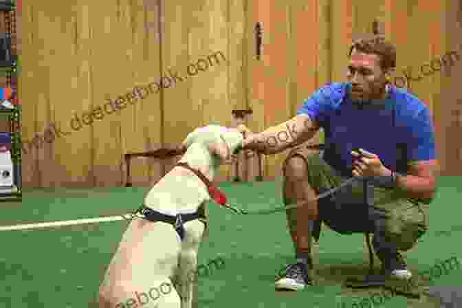 A Dog Trainer Working With A Dog One On One: A Dog Trainer S Guide To Private Training