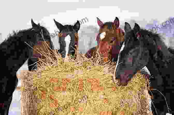 A Horse Eating Hay Horses (Farm Animals) Sheri Doyle