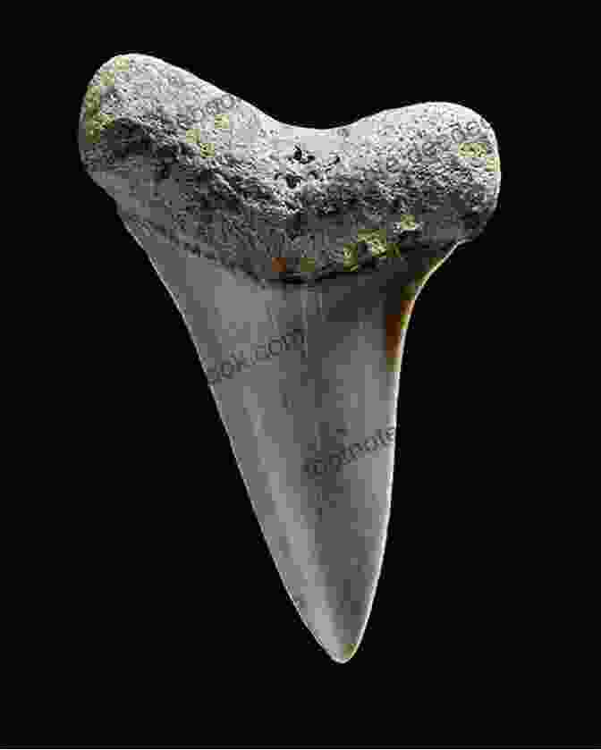 A Large, Fossilized Shark Tooth, Measuring Approximately 7.2 Inches In Length, With A Serrated Edge And A Triangular Root. The Tooth Is Embedded In A Layer Of Sediment. The Monster Shark S Tooth: Canoeing From The Chesapeake Bay Into The Ancient Miocene Sea