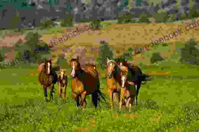 A Quarter Horse Running In A Field Horses (Farm Animals) Sheri Doyle