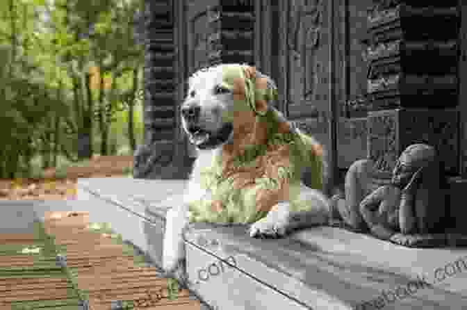 A Tender Portrait Of Bailey, A Senior Golden Retriever, Resting Peacefully In The Arms Of His Owner, Bob Tennessee Tails: Pets And Their People