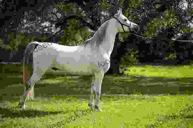 An Arabian Horse Standing In A Field Horses (Farm Animals) Sheri Doyle