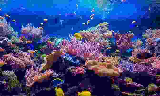 An Underwater Photographer Exploring A Vibrant Coral Reef, Surrounded By Colorful Fish And Marine Life Underwater Photographer S Manual: How To Take Photos In Underwater Situations