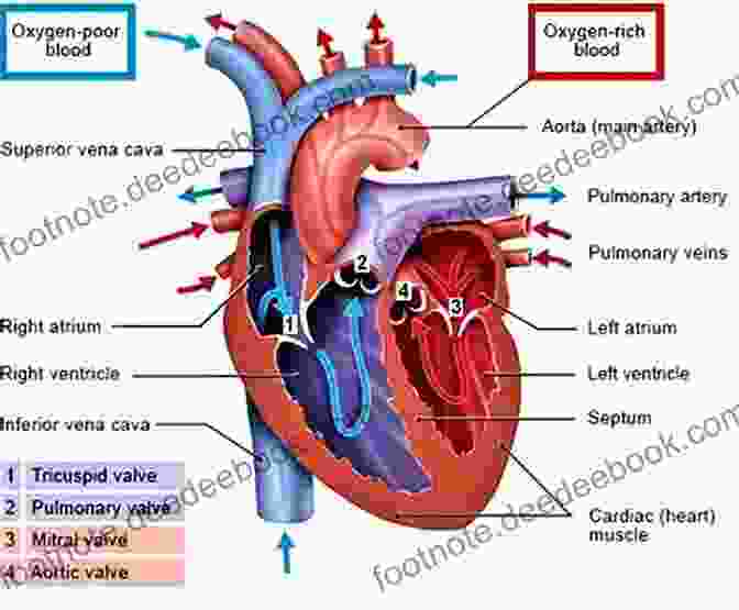 Anatomical Diagram Of Mouse Heart Atria, Showing Right Atrium And Left Atrium Mouse Heart Fleur Hitchcock