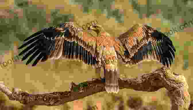 Close Up Of A Iberian Imperial Eagle, Soaring Through The Portuguese Sky ViewFinder Portugal Land Ocean: English Version