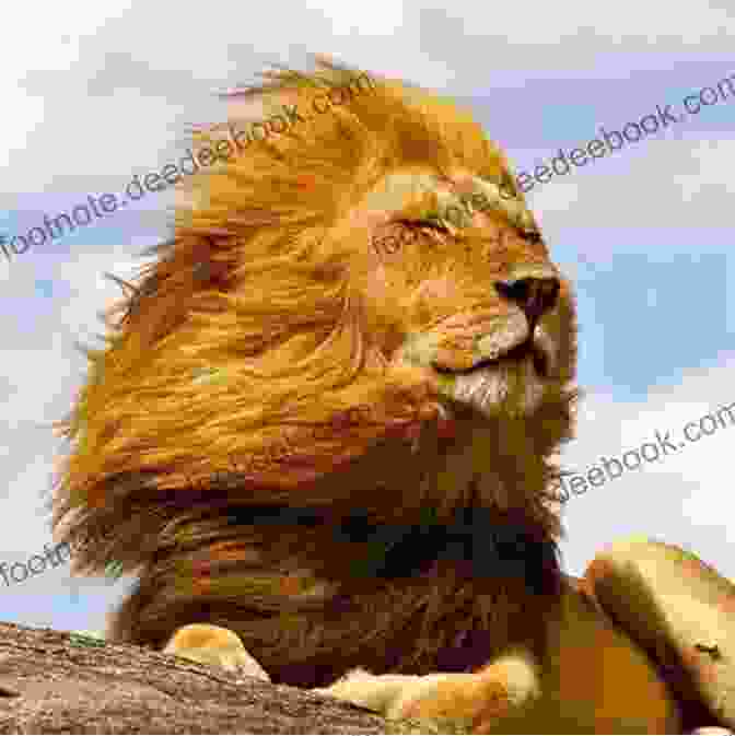Leonardo The Lopsided Lion Standing Proudly With His Mane Blowing In The Wind Leonardo The Lopsided Lion: A New Concept In Coloring For Children