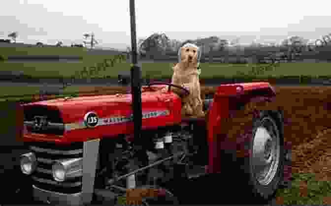 Little Red Tractor And Puppy Sitting Together In A Field Little Red Tractor The Day Puppy Found His Name