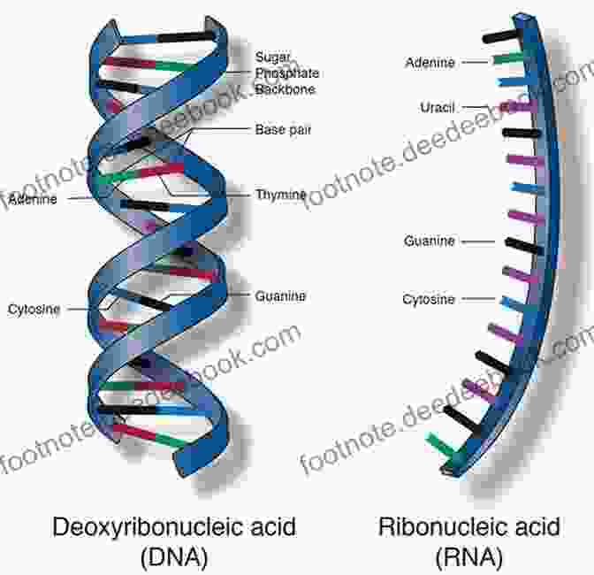 Structure Of Nucleic Acids BIOMOLECULES: JEE Mains/Advance/ NEET