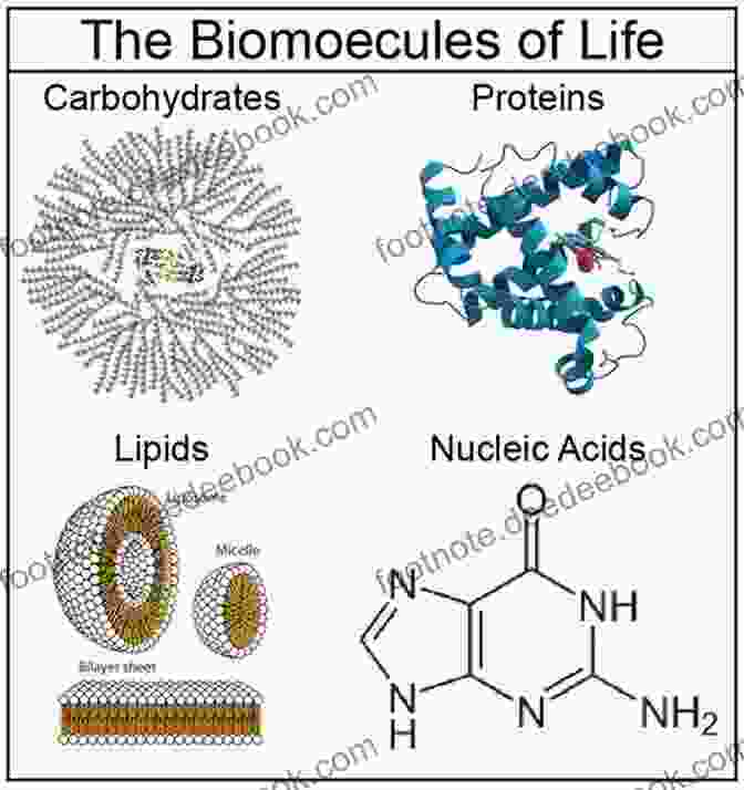 Structure Of Proteins BIOMOLECULES: JEE Mains/Advance/ NEET